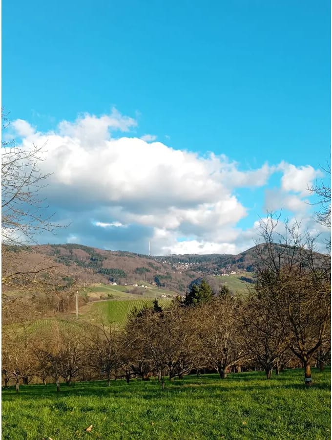 Blick über Weinberge und Obstbäume zum Schwarzwaldkamm