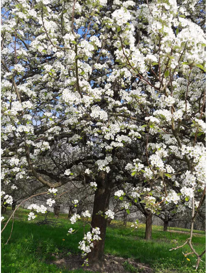 Blühender Kirschbaum auf einer Obstwiese